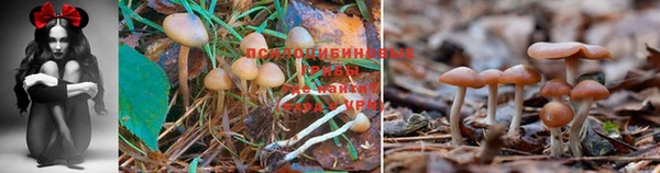 дурь Пересвет